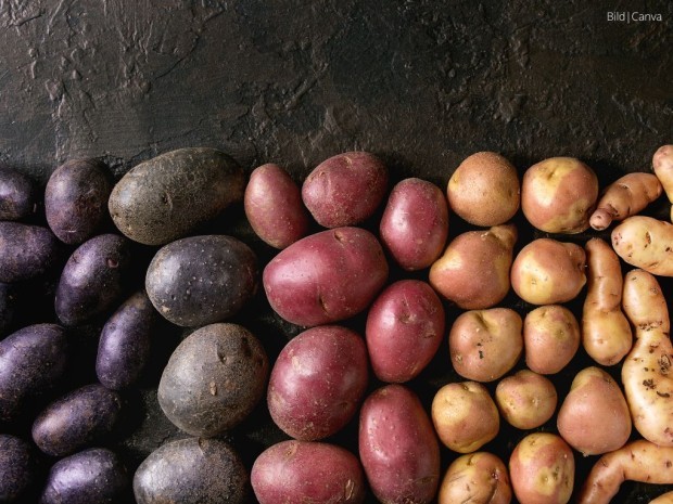 Beitrag Kartoffelsorten im Überblick – Vielfalt entdecken & alte Schätze bewahren