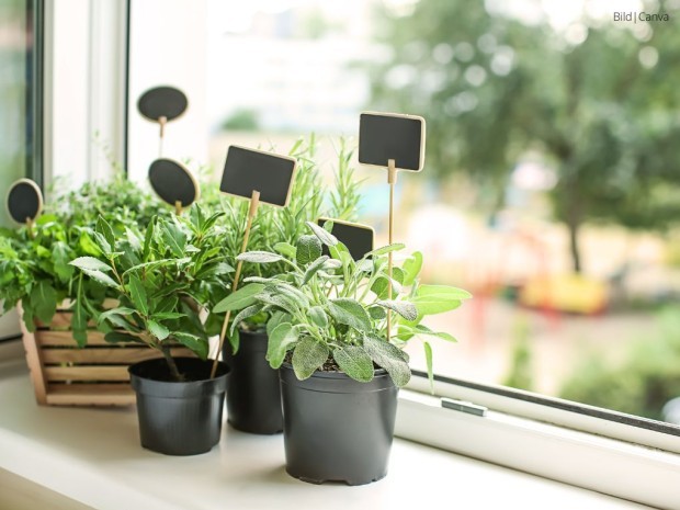 Beitrag Die besten Indoor-Gartenideen für den Winter