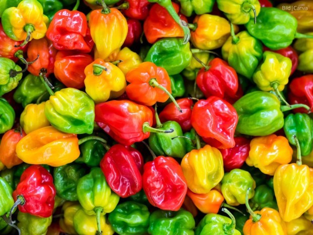 Beitrag Chilisorten entdecken – Vielfalt, alte Sorten & Anbautipps