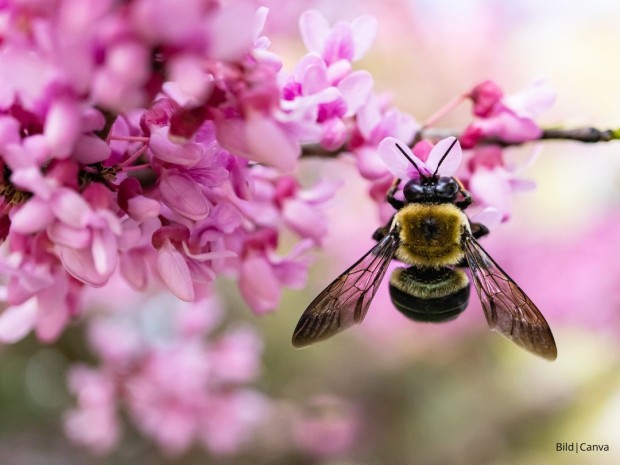 Beitrag Wildbienen im Selbstversorgergarten