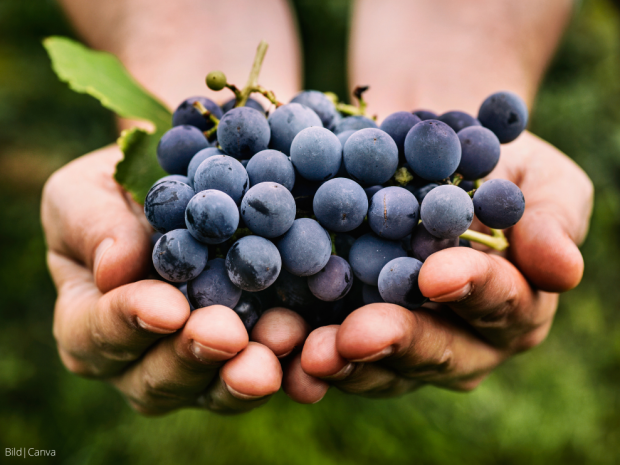 Beitrag Ernten erlaubt! Wo du Obst ganz legal pflücken kannst