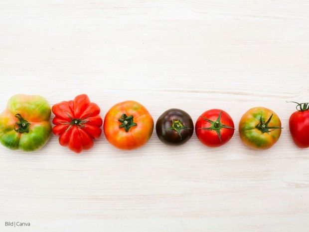 Beitrag Die besten Tomatensorten für deinen Garten