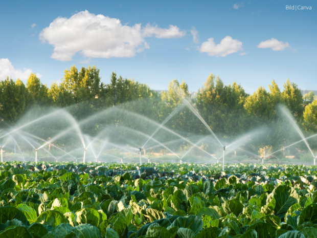 Beitrag Effiziente Gartenbewässerung: So versorgst du deinen Garten nachhaltig mit Wasser