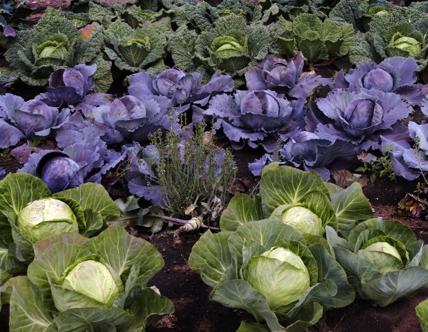Beitrag Go for the cabbage - nutrition tips for the cold season