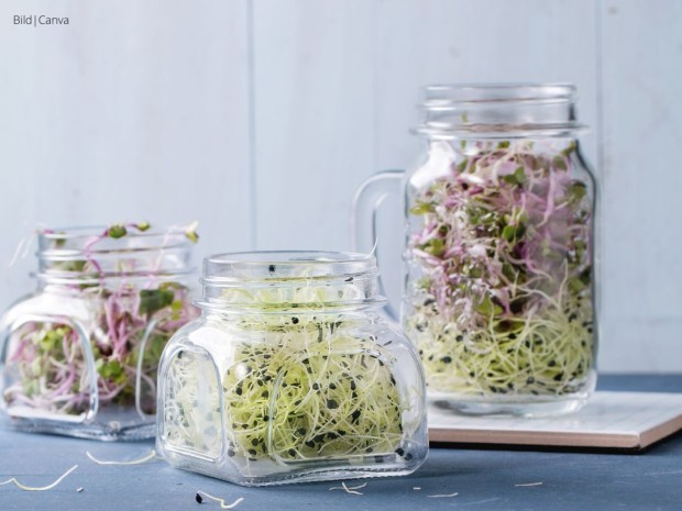 Beitrag Sprossen und Microgreens: Frische Vitamine für deine Küche