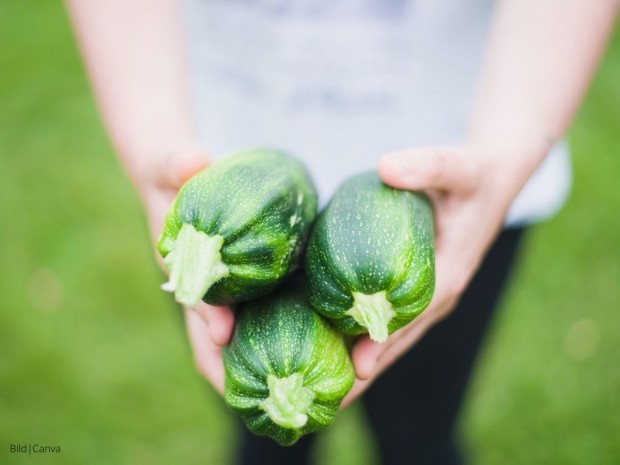 Beitrag Zucchinisorten entdecken: Bunte Vielfalt im Garten und auf dem Balkon